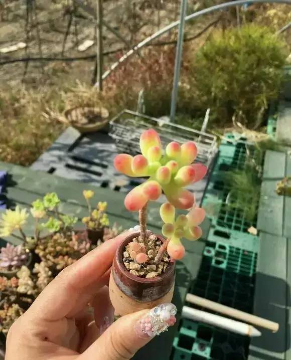 拇指盆栽欣赏,拇指小盆栽