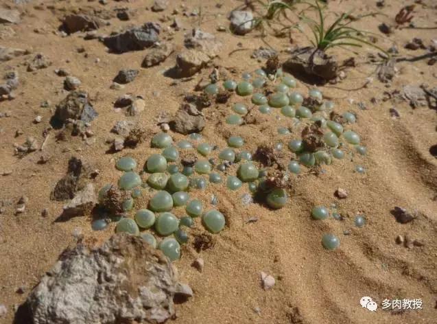 大连多肉在野外的生长环境,常见的一些多肉品种