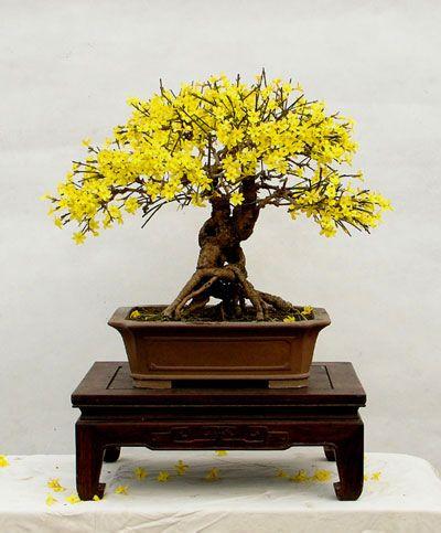 花盆的鲜花如何延长开放时间,如何让花卉开放持久