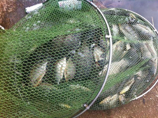 湛江千人钓鱼视频,疯狂钓鱼人钓到了最大的鱼