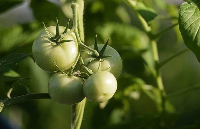 农村最赚钱种植的项目有哪些,广西农村种植什么赚钱不愁销路