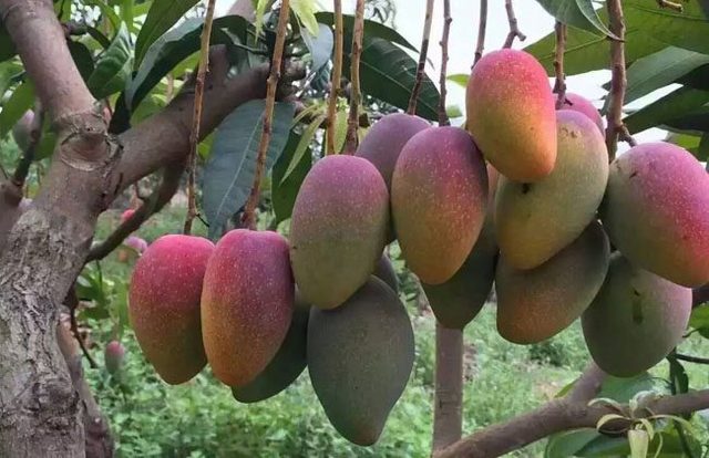 农村种植这10种树最能赚钱,农村种植什么最赚钱又不愁销路