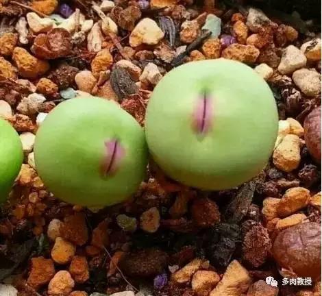 大连多肉在野外的生长环境,常见的一些多肉品种