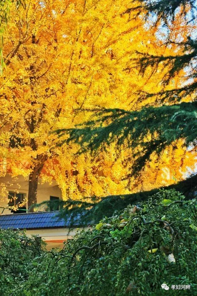 博山区银杏树,博山源泉淄博二中