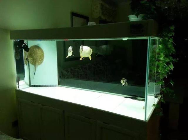 观赏鱼养护常识,观赏鱼平常要怎么管理才能养好