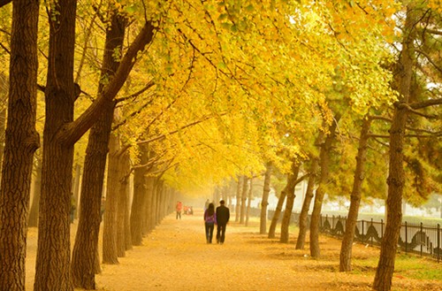 银杏果能止咳、银杏叶能降血脂，这样吃靠谱吗？