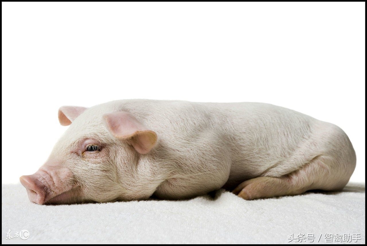 猪近期并发症,猪一般会得哪些病