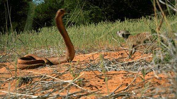 这34个间谍，每天只干一件事：*窥偷**！还拍成电影全球上映？