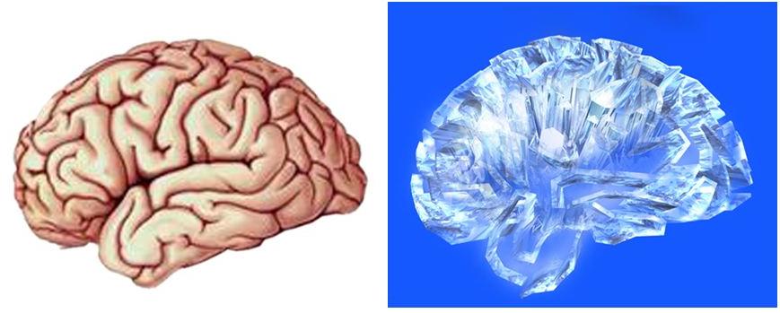 爱因斯坦大脑和平常人大脑对比,爱因斯坦大脑与众不同的奥秘所在