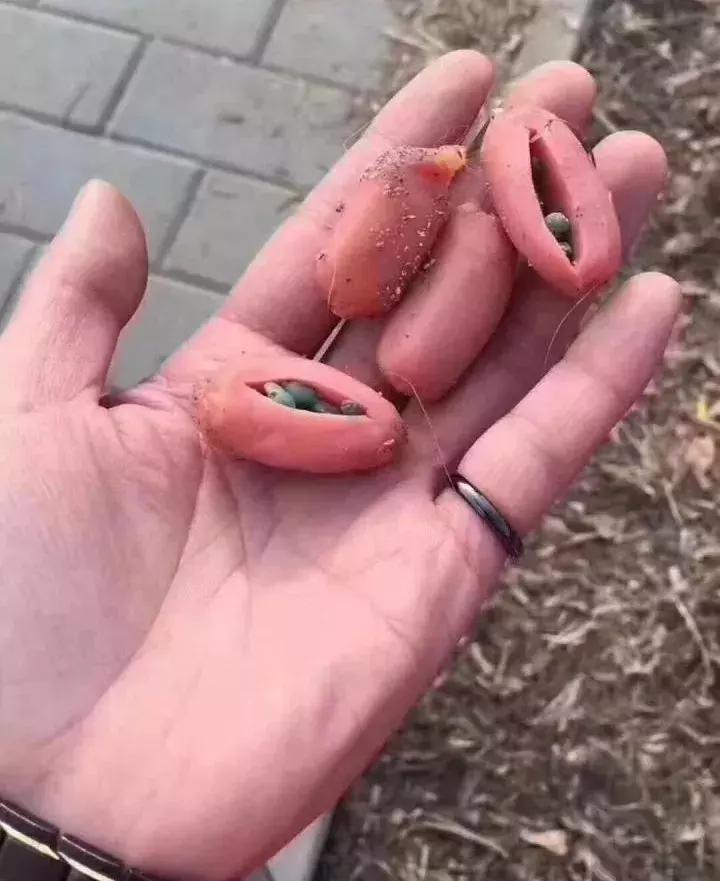 狗狗误食整个火腿肠怎么办,狗狗吃毒香肠怎么办