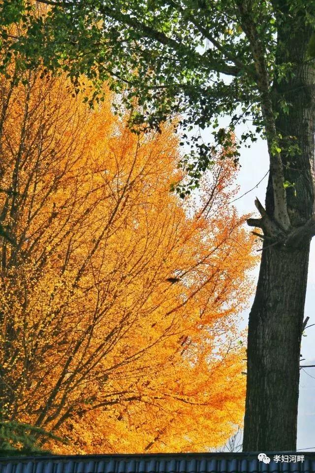博山区银杏树,博山源泉淄博二中