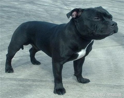 杜高幼犬vs比特幼犬,比特幼犬怎么挑