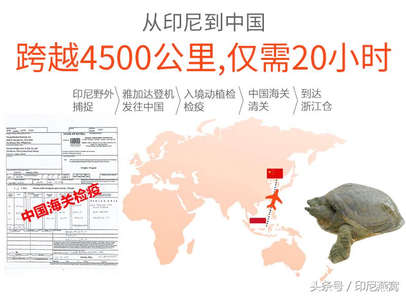 舌尖上的佛山甲鱼一鱼多吃,马来西亚美食甲鱼