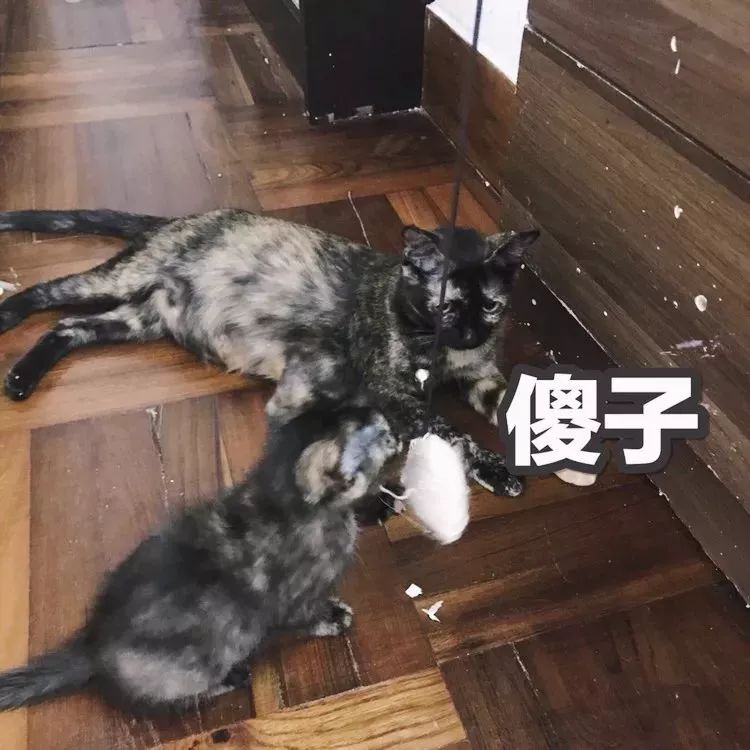 玳瑁猫最丑的猫,玳瑁猫长得好凶