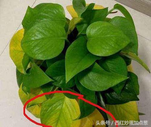 绿萝怎么养才能更旺盛可以浇啤酒,绿萝爆盆要放什么药片