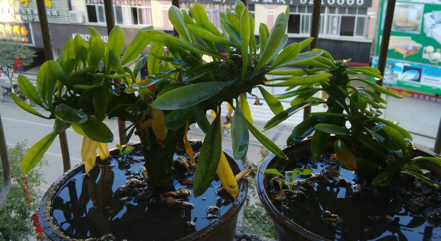 麒麟掌的毒性和危害,麒麟掌的汁液有没有毒素