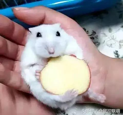 仓鼠怎么才能让它乖乖躺手,如何让仓鼠躺手且不咬手