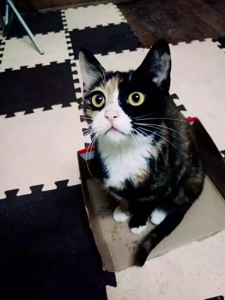 玳瑁猫最丑的猫,玳瑁猫长得好凶