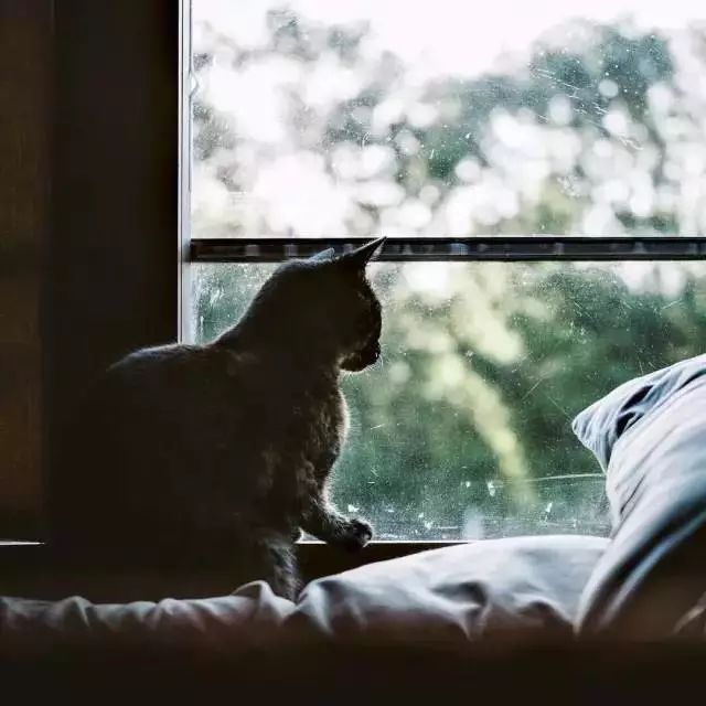 玳瑁猫最丑的猫,玳瑁猫长得好凶