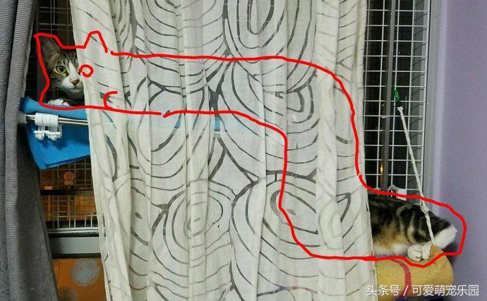 头冷捂头脚冷捂脚，前提是必须经过喵星人同意！