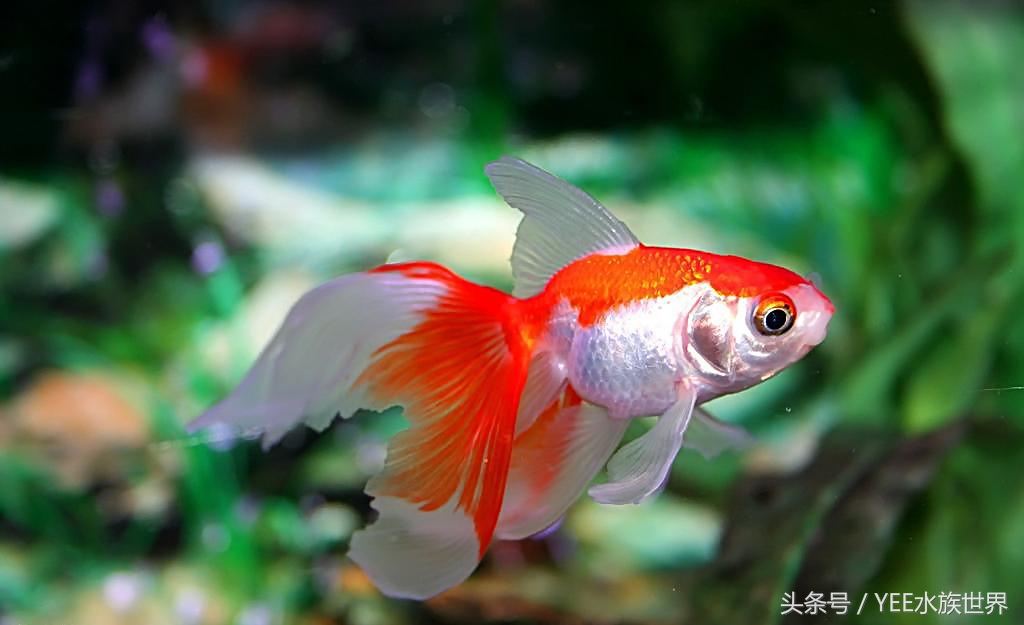 金鱼正确的养法,金鱼的正确养法视频