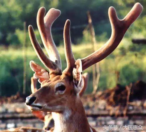 鹿茸与藏红花,鹿茸藏红花
