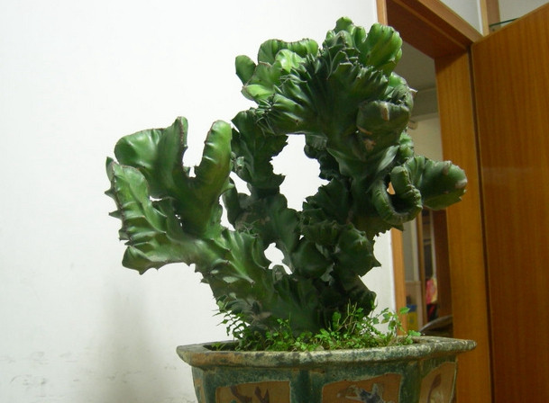 麒麟掌的毒性和危害,麒麟掌的汁液有没有毒素