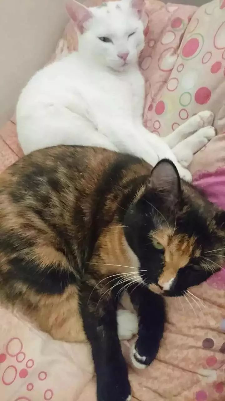 玳瑁猫最丑的猫,玳瑁猫长得好凶