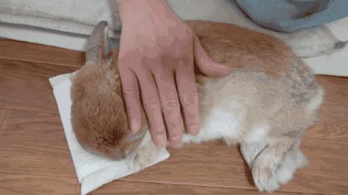 养一只兔子需要做什么,养只兔子做宠物