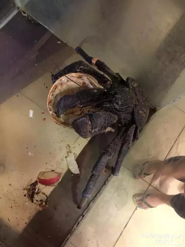 帕劳归来不看海视频,帕劳归来不看海