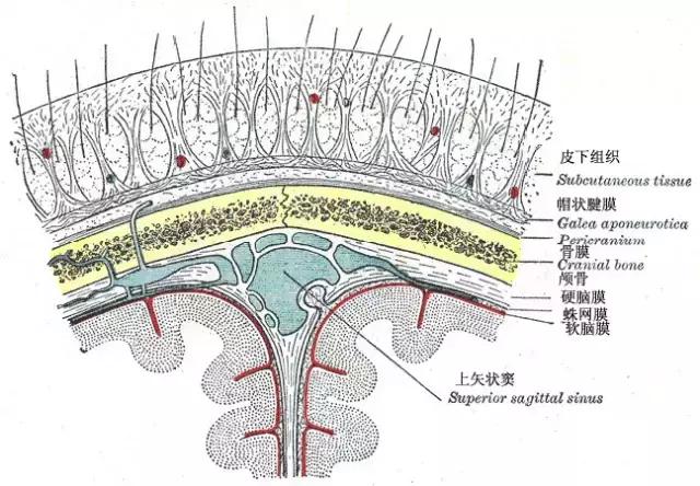 顶部脱发最快的治疗方法,筋膜放松改善脱发