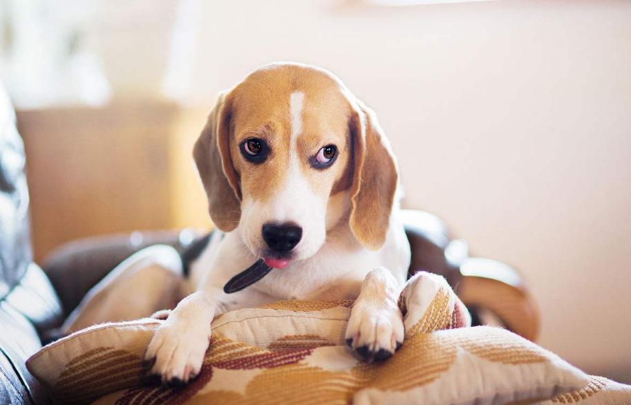 狗狗的品种以及品种的遗传病，*友狗**们要多加注意啊！