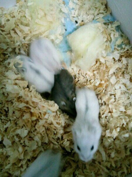 仓鼠一般能生多少只,每个品种的仓鼠都很能生吗