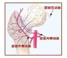股骨头坏死有麻木的感觉,股骨头坏死会导致屁股麻木吗