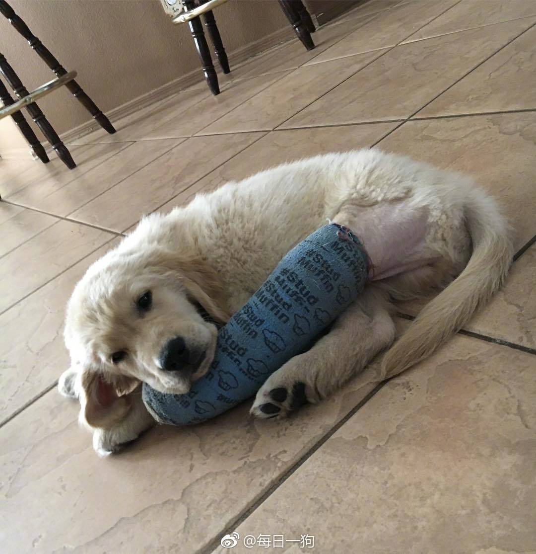 网友家的小金毛Rio秉着不作不死的原则，把腿摔断了还继续作死