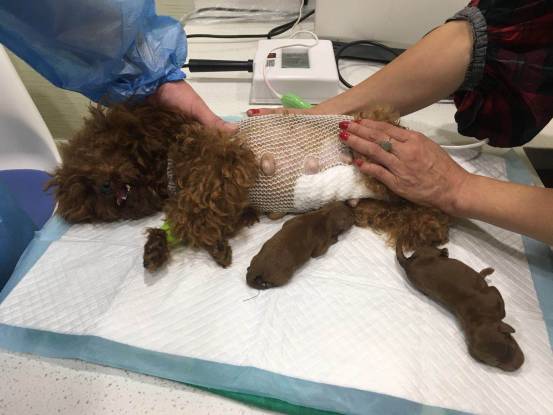 武汉联合动物医院：狗狗剖腹产是怎样的？