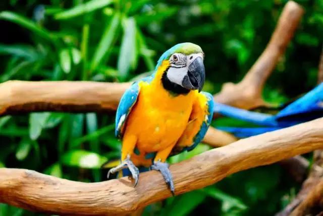 广州长隆游玩攻略自由行,广州长隆最全游玩攻略是什么