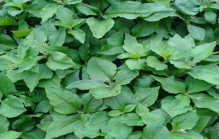 青钱柳;太子参具体高产栽培管理技术措施