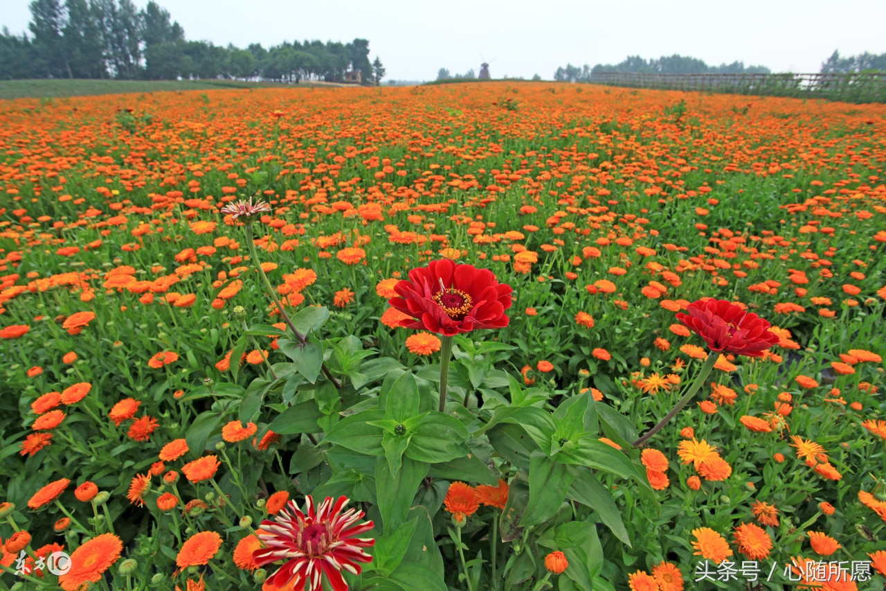 冬季手脚容易冻伤的朋友有了这小方法再也不用受冻疮煎熬了