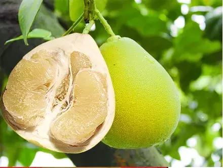 11月18日，宣恩“柚”惑甜蜜相约！