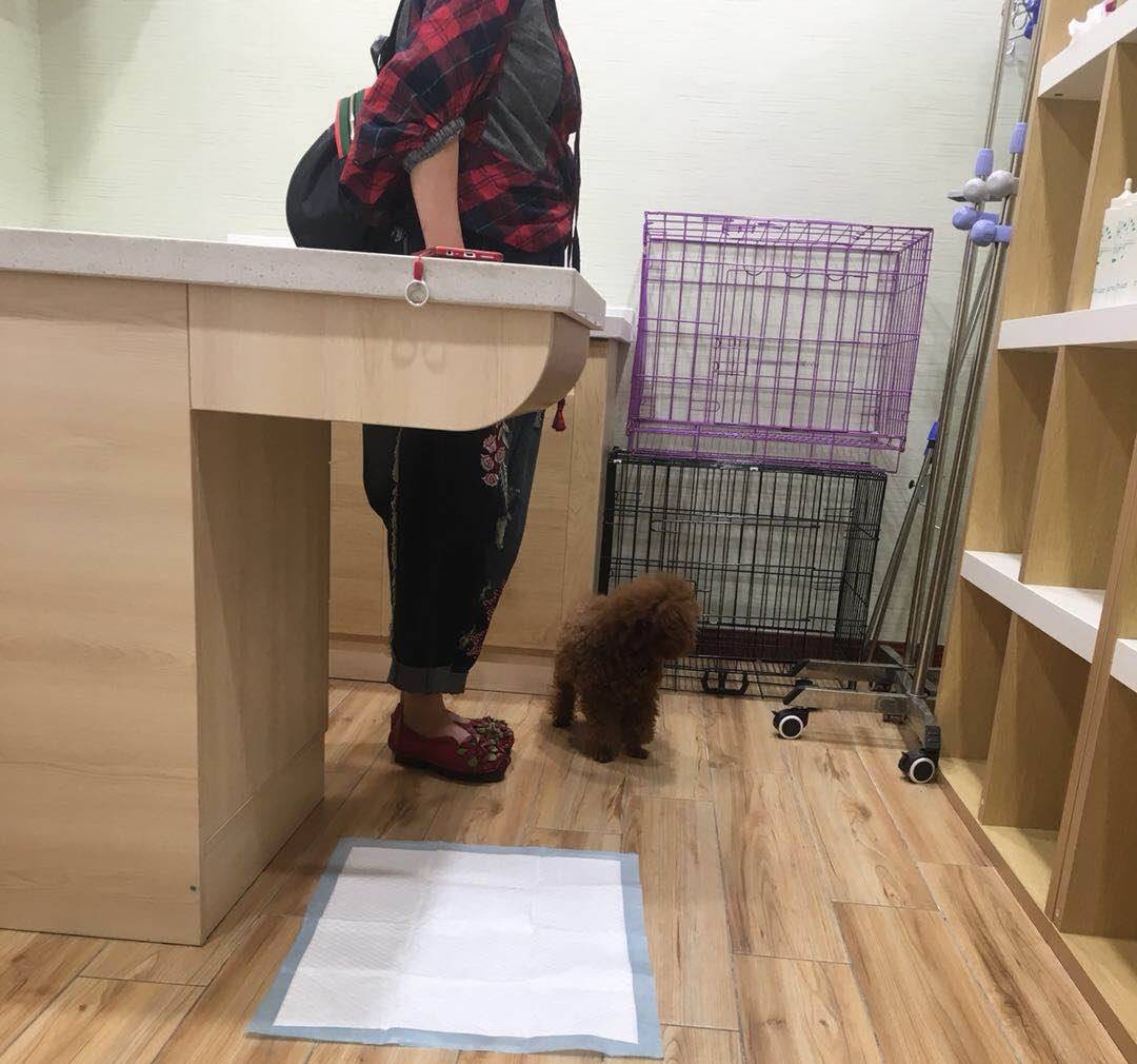 武汉联合动物医院：狗狗剖腹产是怎样的？