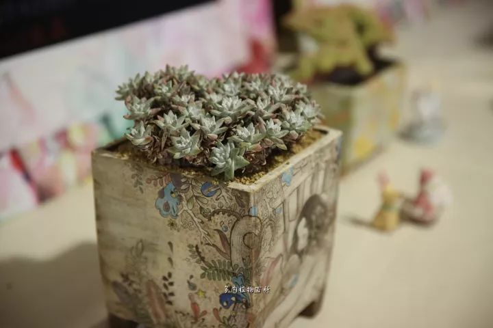 公认最美4种多肉植物图片,2014年上海多肉植物展图片