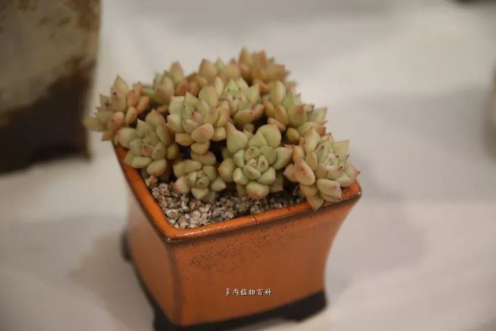 公认最美4种多肉植物图片,2014年上海多肉植物展图片