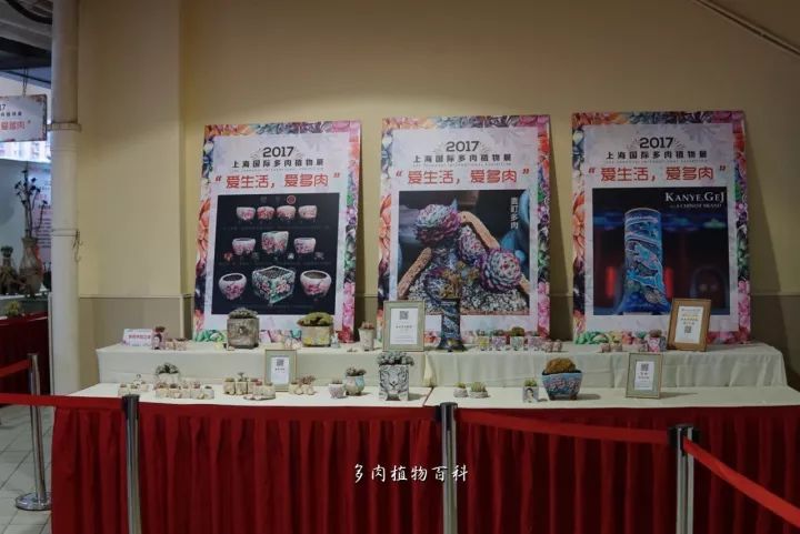 公认最美4种多肉植物图片,2014年上海多肉植物展图片