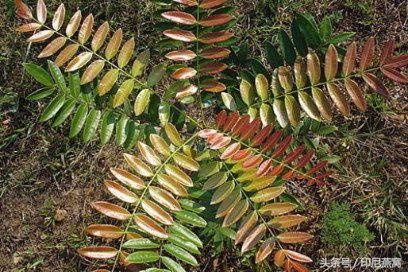 涓滈潻闃块噷鎵撳亣,涓滈潻闃块噷涔嬫畤鏄鍝佸悧