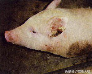 养猪技术手册,养猪技术手册四册