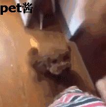 狗主人捡了一只母狗准备送保安室,家里的泰迪不让送:那是我媳妇