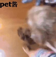 狗主人捡了一只母狗准备送保安室,家里的泰迪不让送:那是我媳妇