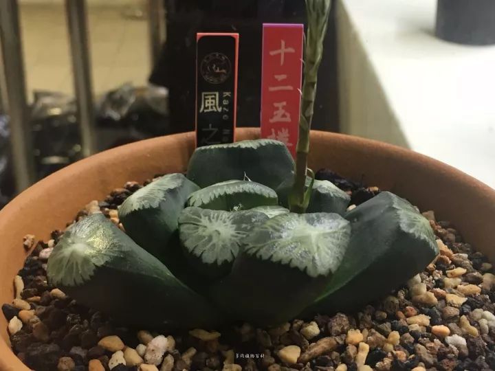 公认最美4种多肉植物图片,2014年上海多肉植物展图片