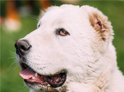 中亚牧羊犬训练方法视频大全,如何训练中亚牧羊犬的胆子